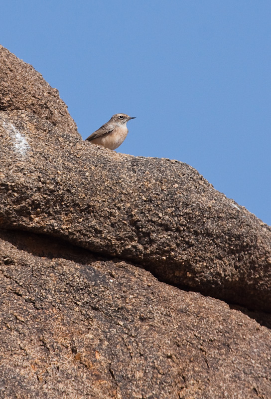 Northern Wheatear